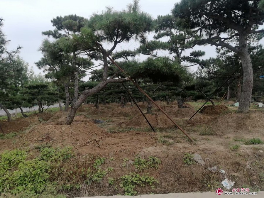 大型造型黑松移栽后注意事项绿化苗木