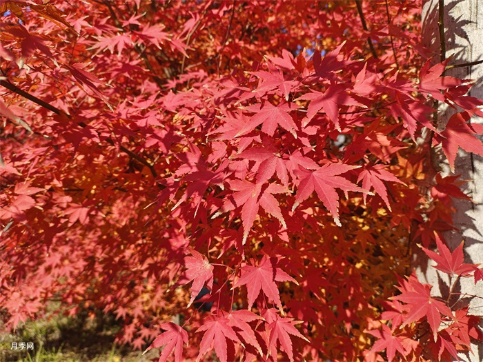 美国红枫有经济意义吗？