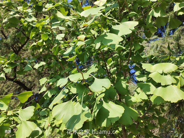 银杏树图片，银杏树简介