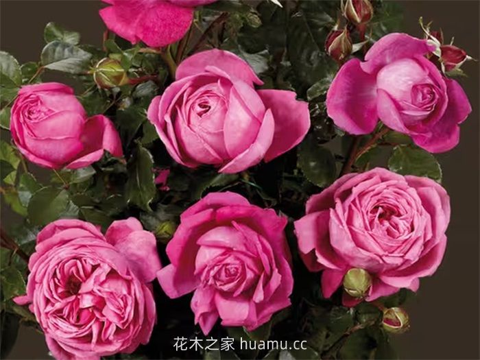 花卉苗木的四季养护要点