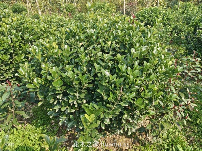 大叶黄杨绿篱的修剪方法