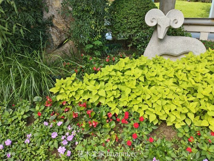 三大要素谈如何打造迷人的花境