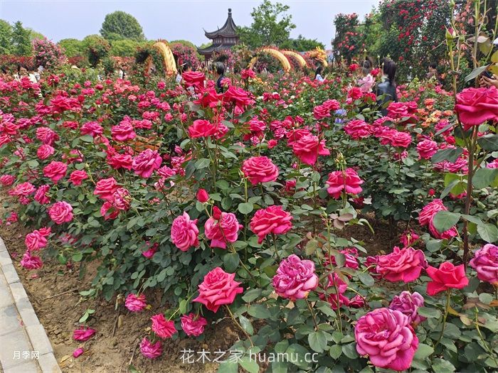 园林花灌木修剪技术要点