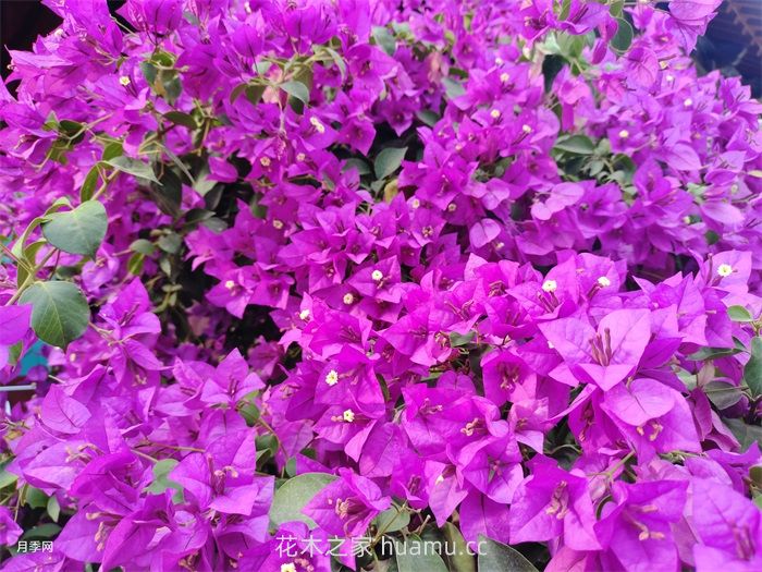 三角梅盆景的制作维护及促花技术